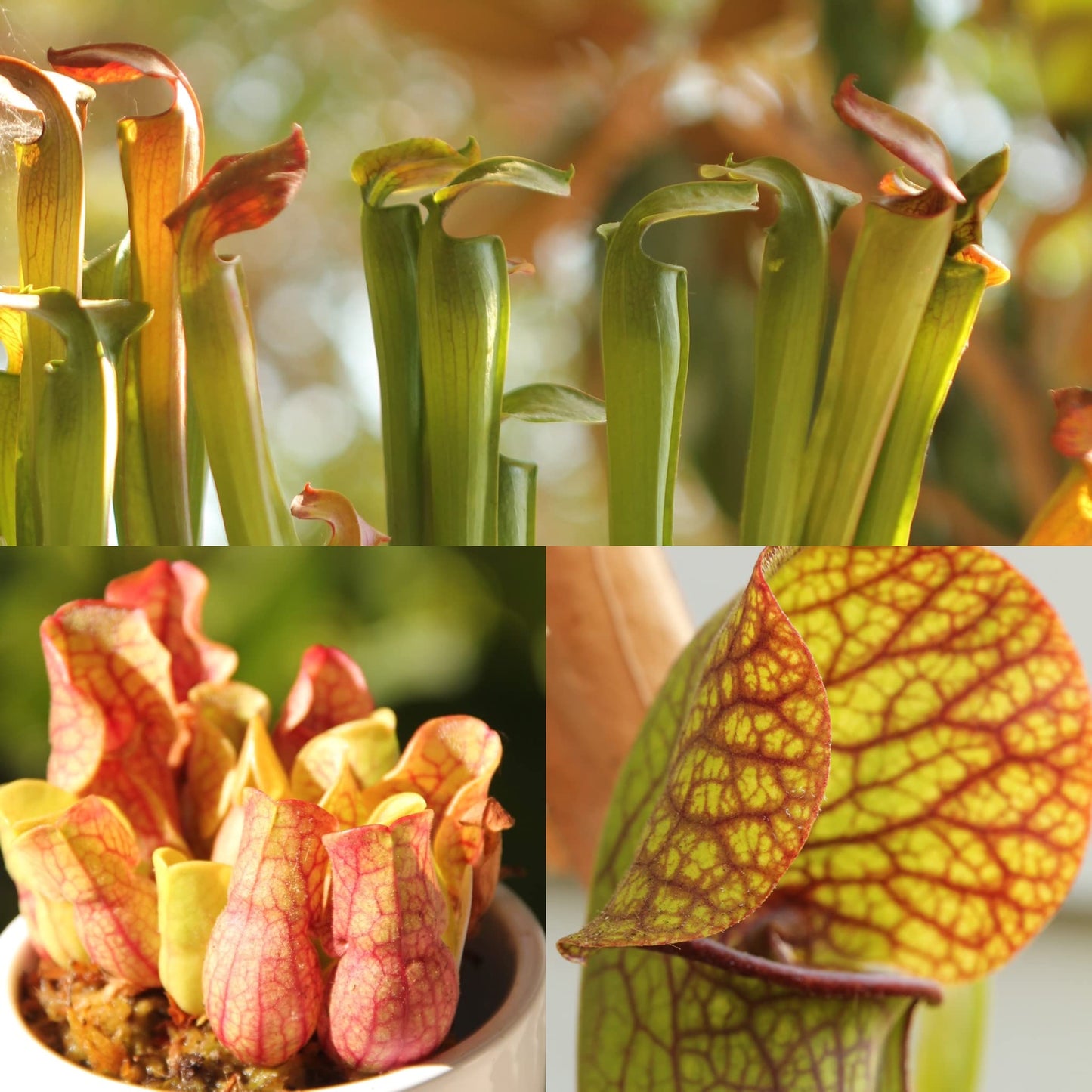 Savage Gardeners Live Carnivorous Pitcher Plant Sarracenia - Flowering Sized, Beginner-Friendly, Comes Potted in 2.5'' Pot
