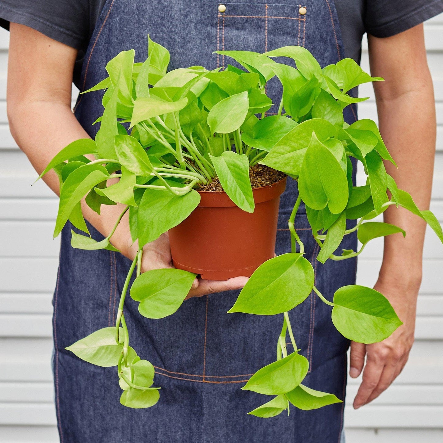 Pothos 'Neon' | Live Plant for Indoor & Outdoor | for Living Room, Office, Bathroom | (3" Pot)