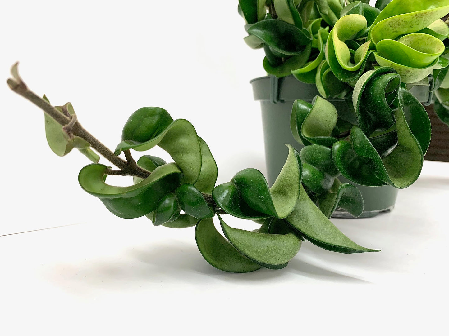 Hoya Compacta aka Hoya Hindu Rope Available in Large 6" Hanging Pot - Live Hoya Plant Air-Purifying Vine (XXL 6" Hanging Pot, Vines 1-3ft Long)
