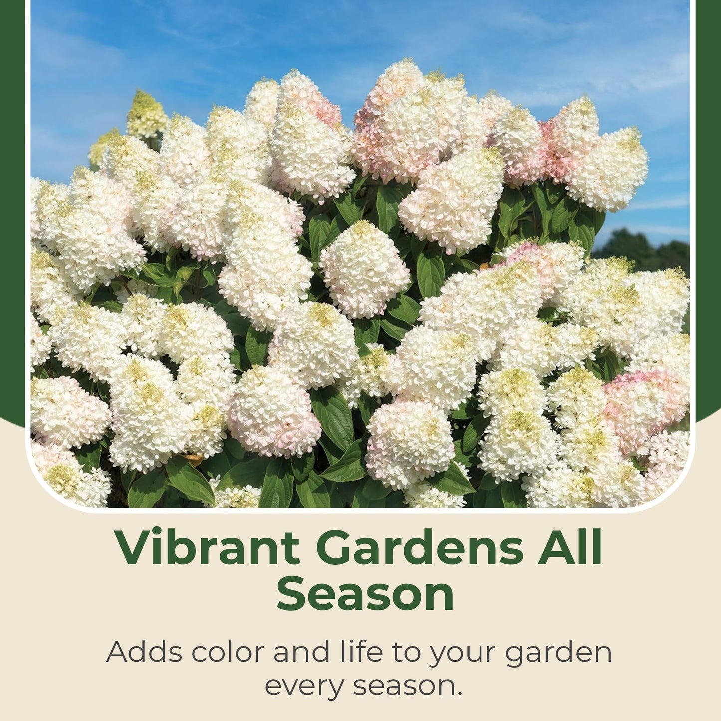 Hydrangea Sweet Starlight Shrub - Summer & Fall Blooming Live White and Pink Flowers for Gardens in 1 Gal Pot - 4-6’ x 4-5’ Flowering Shrubs w/Moderate Watering Needs (1 Count)