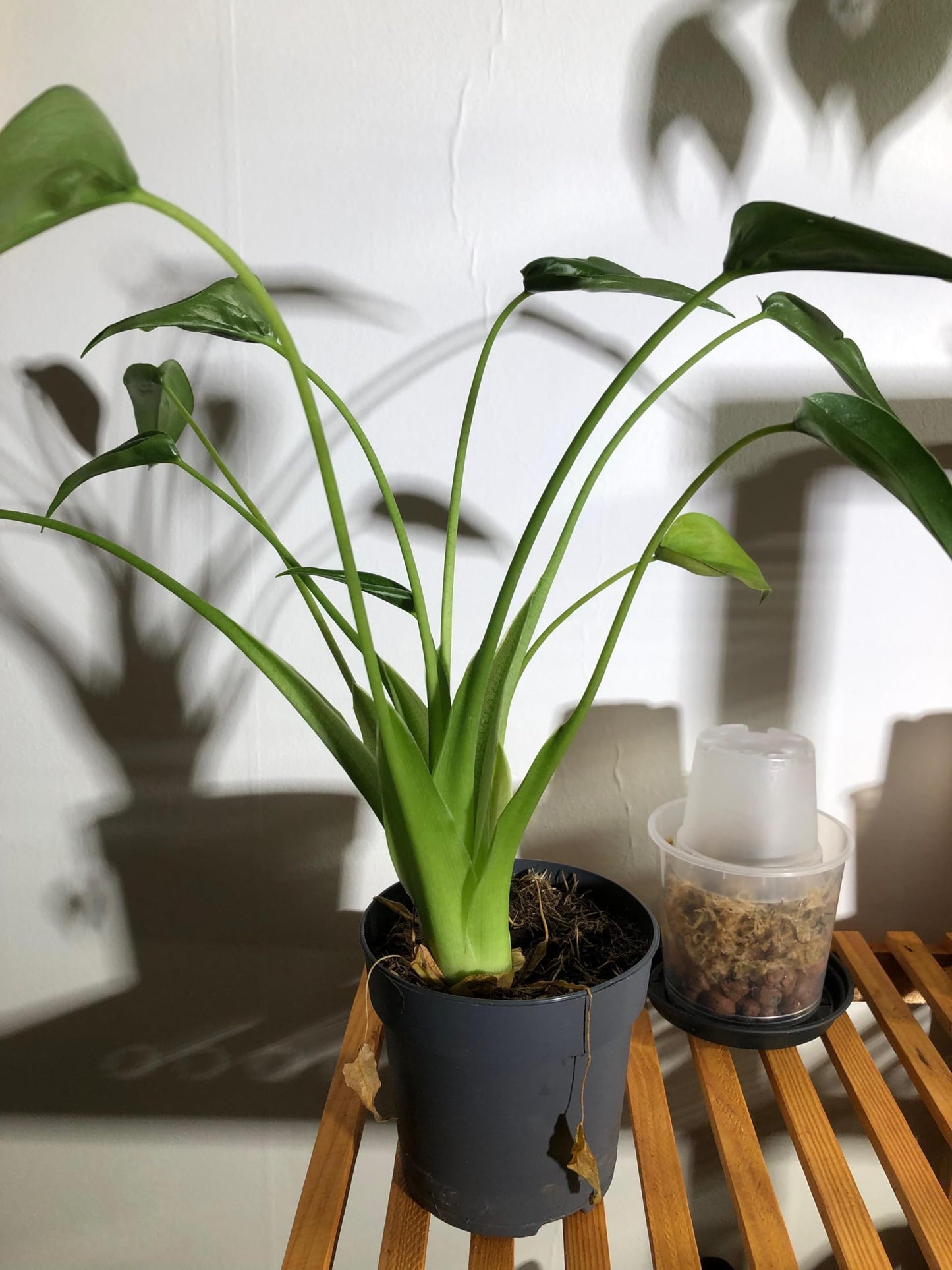 RedCrocus - RedCrocus Tiny Dancer Elephant Ear Alocasia, Compact Foliage Plant for Shade, Indoor & Container Use, Tough, Attractive, Pet Warning, Well-Drained Soil, Moderate Humidity 6" Pot