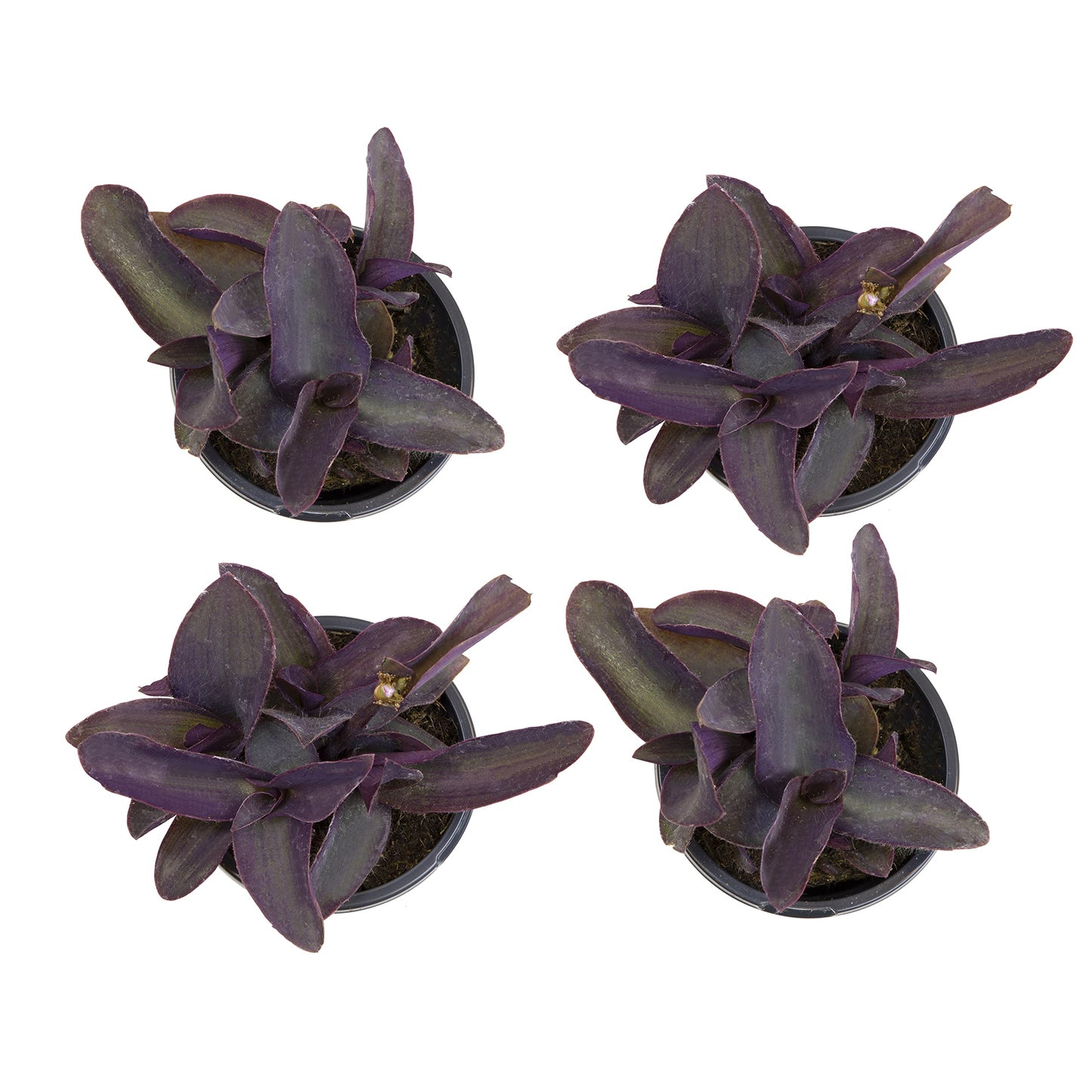 Live Spiderwort Tradescantia (4 Pack), Purple Heart Plants, Trailing Plants & Vines, Outdoor Garden Perennial & Annual, Hardy, Easy to Grow Spring Flowers