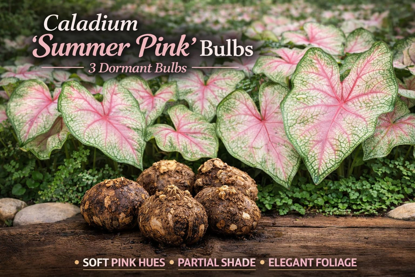 3 Caladium ‘Summer Pink’ Bulbs – Soft Pink Foliage with Green Accents – Ideal for Partial Shade Gardens by Greenhouse PCA