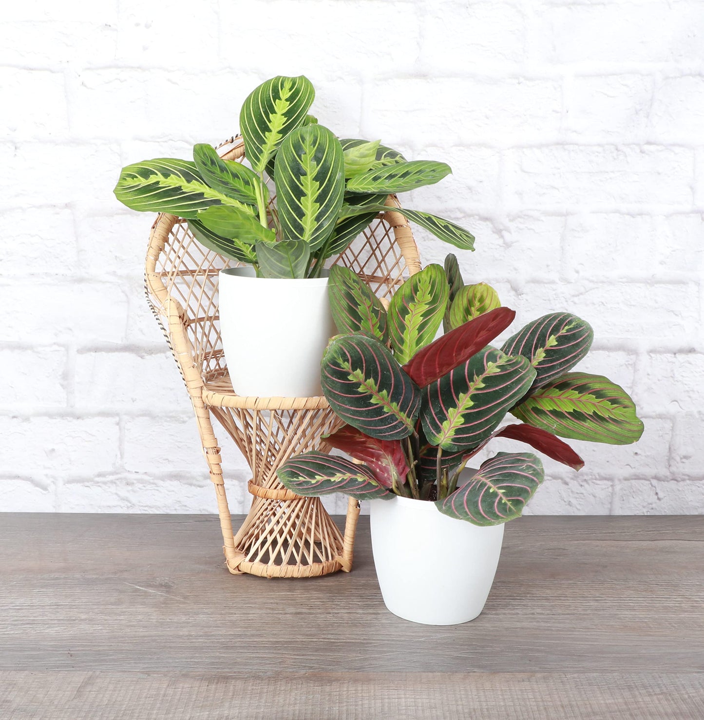 Thorsen's Greenhouse Prayer Plants Set of 2, Maranta leuconeura, Pet Safe, Low Light, Live Indoor Plants, 4" Diameter Plants, Classic Pots (White)