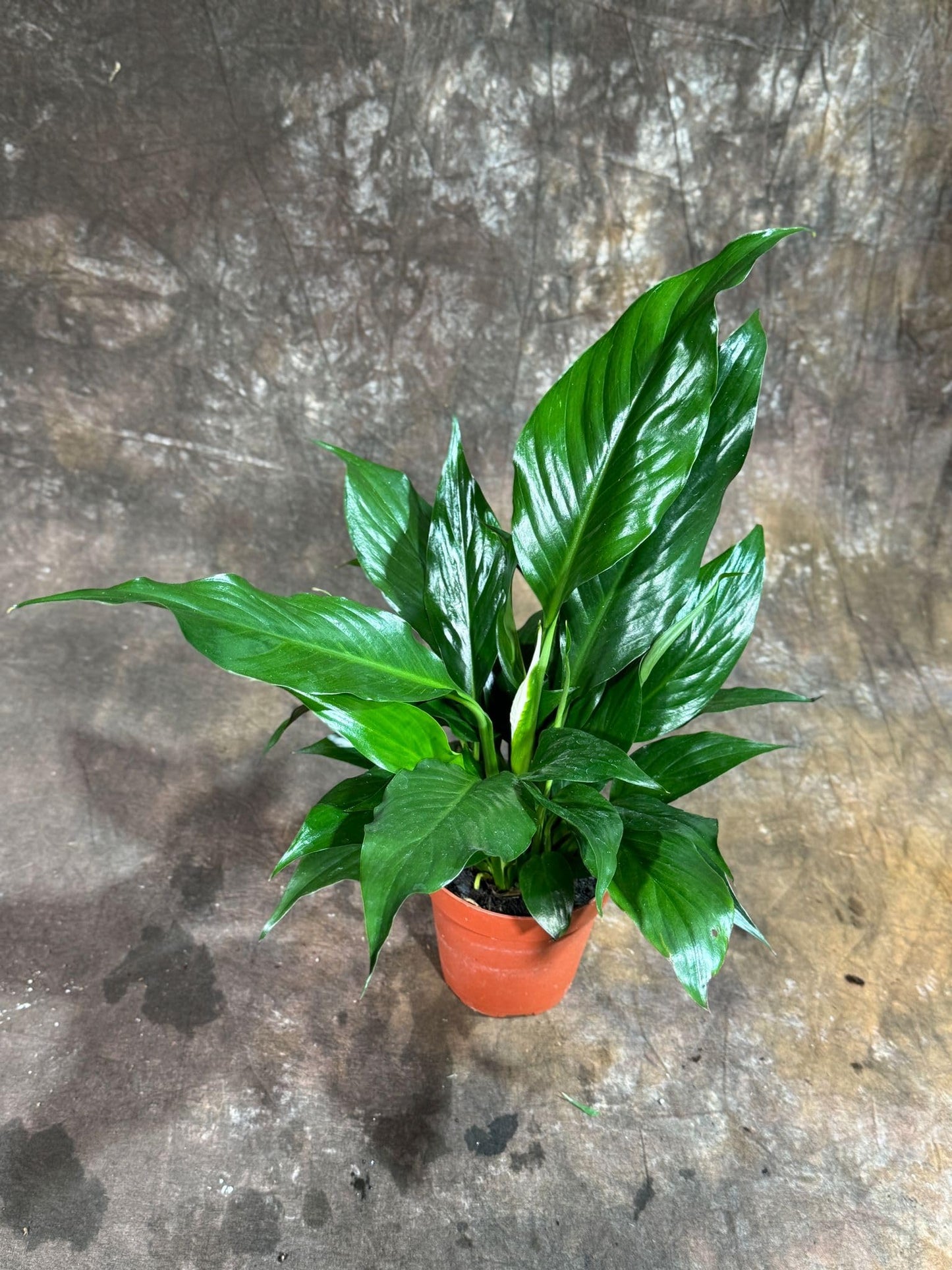 PLANTVERS Peace Lily Plant in a 4" Nursery Pot – Spathiphyllum Peace Lily – Live Indoor Flowering Plant – White Flowering Plant – Air Purifying & Low Maintenance Houseplant