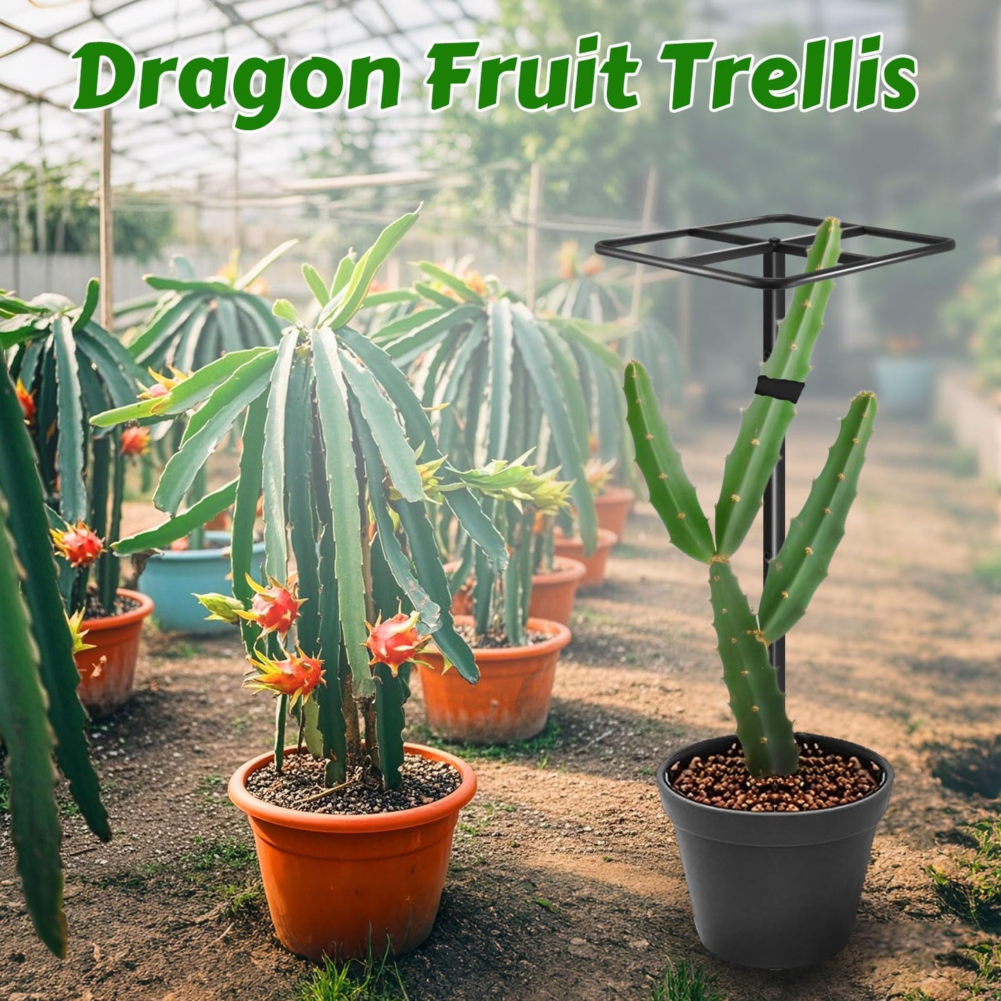 Gavinjitao Metal Dragon Fruit Trellis，Adjustable Dragon Fruit Plant Trellis for Vertical Gardening and Climbing Plants Trees Cactus Garden Outdoor Indoor Potted Support （Black）
