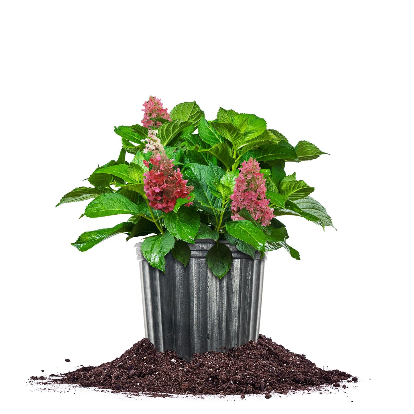 Perfect Plants Pinky Winky Hydrangea 3 Gallon | Live Shrub for Landscaping | Pink & White Cone Shaped Blooms