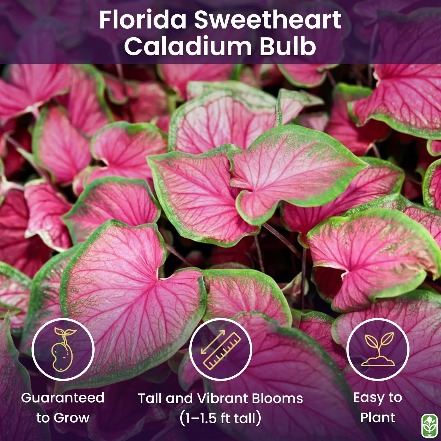 Florida Sweetheart Caladium Bulbs for Planting - Pink Strap - Large Root - Stunning Pink Foliage - Hardy in Zones 9-11 - Perfect for Gardens and Containers