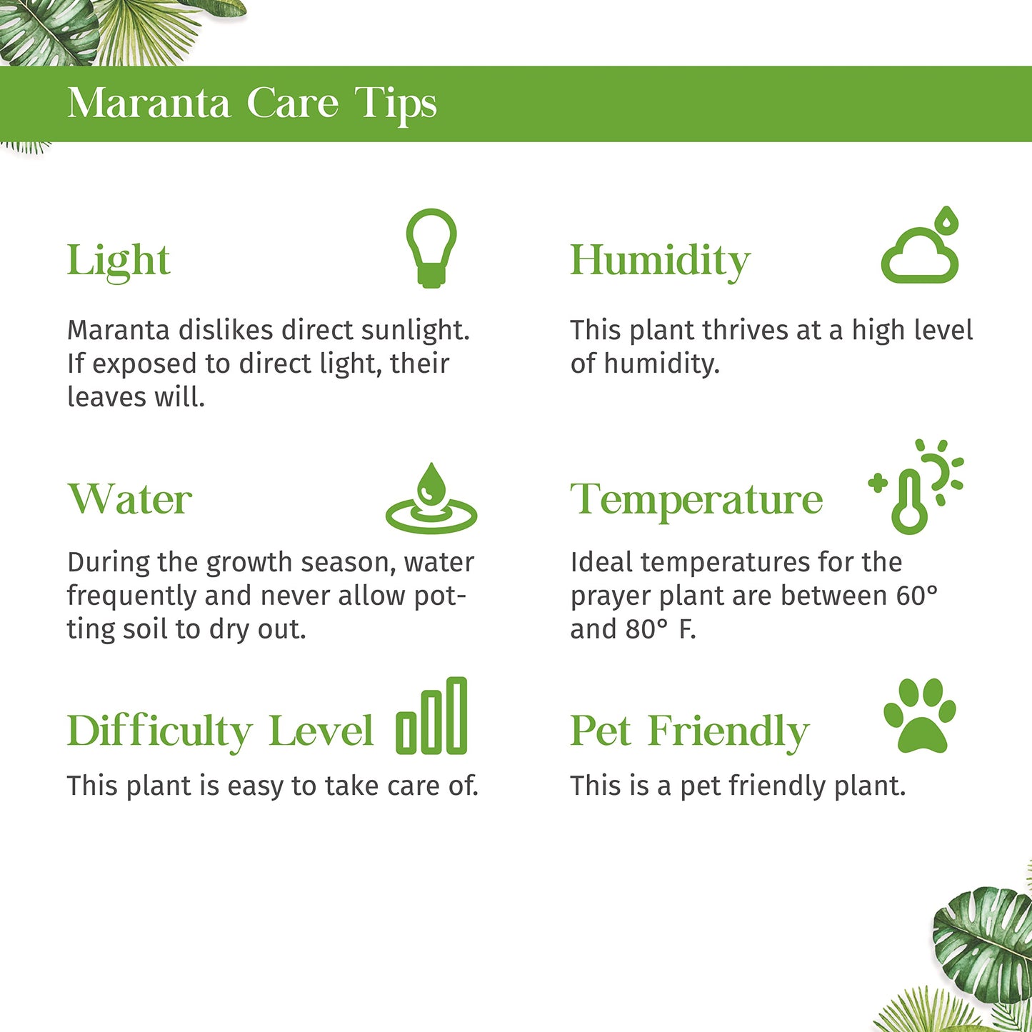 Maranta Variegated Beauty Kim Live Plant for Indoor | Different Houseplants in 4'' & 6'' Pot | Real House Plant for Living Room, Office, Desk & Bathroom | Prayer Leucornea Plant
