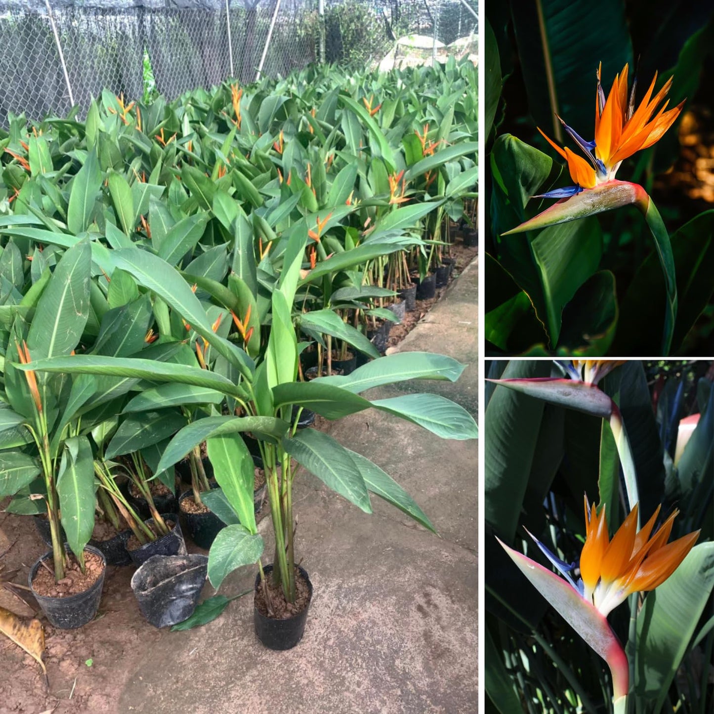 Bird of Paradise Plant Live for Planting, 5 to 10 Inches Tall, Tropical Strelitzia Reginae Bird of Paradise Live Plant (Orange Bird of Paradise)