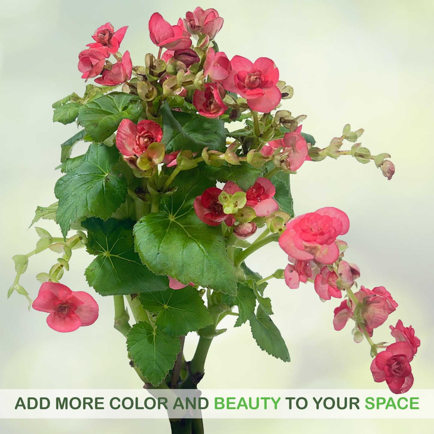LEAL PLANTS ECUADOR Begonia Pink Special (Pack of 2) – Attractive Indoor Plant,Easy Care, Air-Purifying House Plant for Wellness & Home Decor, Office Desk, Unique Sustainable Gift for Plant Lovers