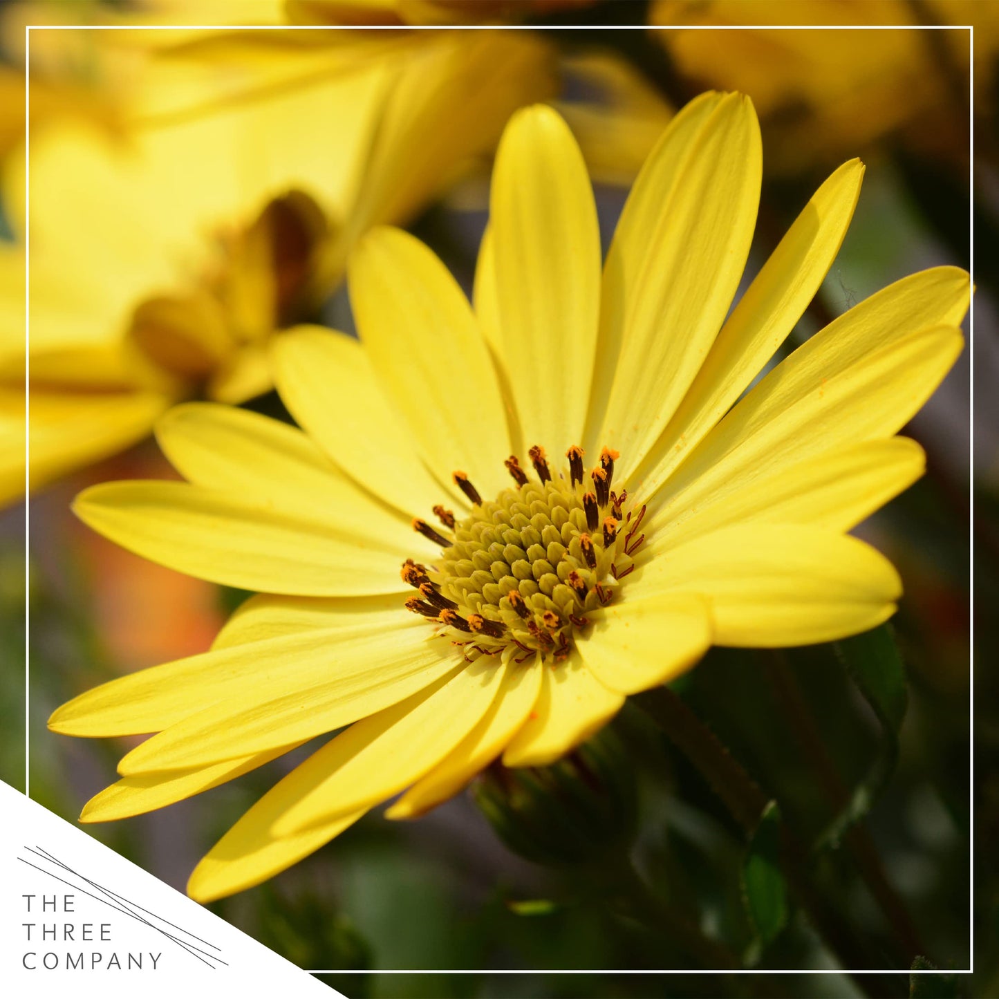 Live Flowering Osteospermum Plant - Yellow (3 Plants Per Pack) - Beautiful African Daisies - Early Spring Color - 12" Tall by 5" Wide in 1 Qt Pot