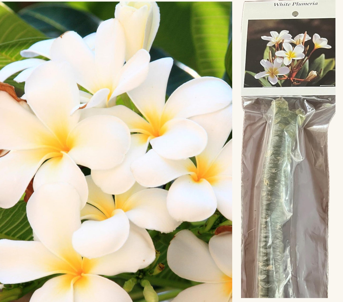 4 White Hawaiian Frangipani Plumeria Tree Plant Cuttings PT54 Discount Hawaiian Gifts