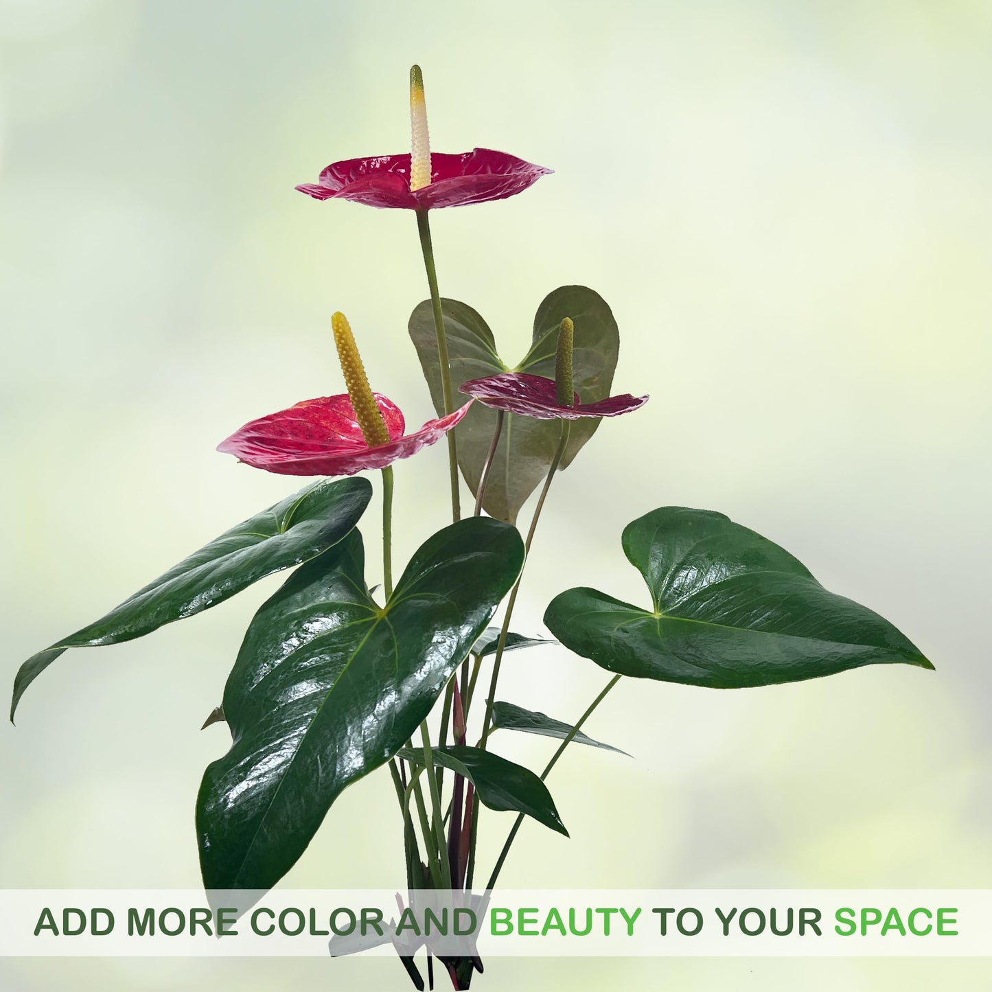 LEAL PLANTS ECUADOR Anthurium Andraeanum Red Live Plant (Pack of 2) Easy Care, Air-Purifying Indoor Plant for Wellness & Home Decor, Office Desk, Unique Sustainable Gift