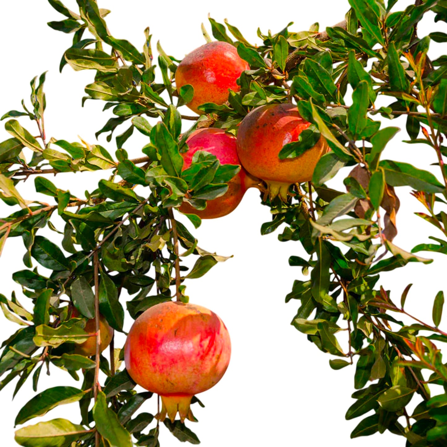 Eversweet Pomegranate Tree Live Plant – Seedless Sweet Pomegranate Plant for Home Garden, Orchard & Outdoor Growing, Hardy Fruit Trees for Sale (2 Gallon/Potted/Single Plant)