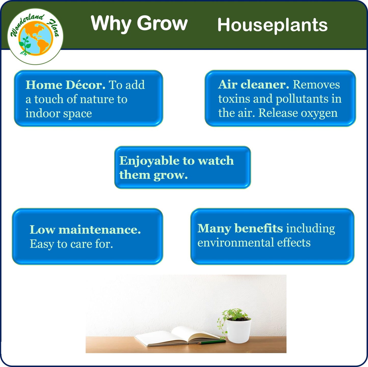6PK 3” Pot Live Plant Collection, No Duplicates for up to Three Packs (18 Plants), Live Indoor Houseplants, Live House Plants, Easy to Grow, Indoor Gardening, Home, Office Décor, Gifts