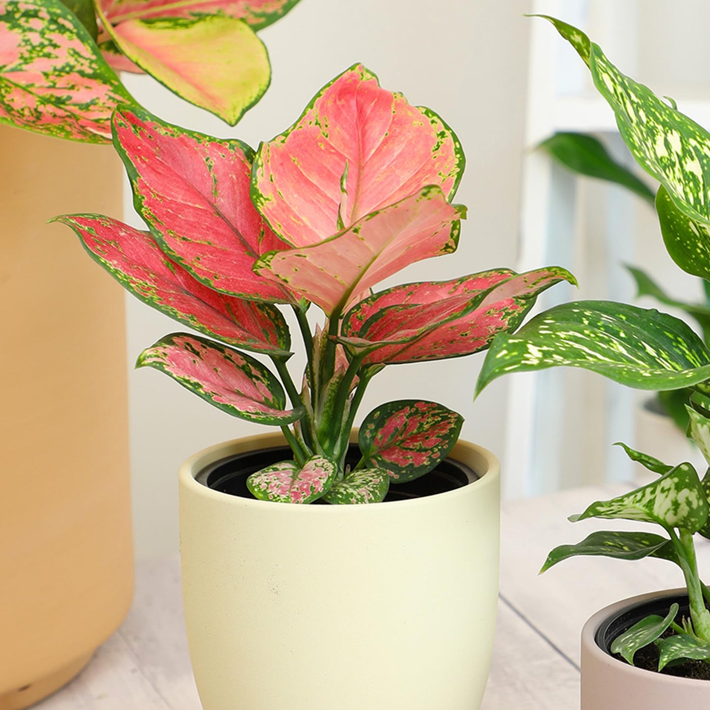 Live Aglaonema Chinese Evergreen Plant 'Beauty', Indoor Houseplant for Home or Office, Air Purifying Real Indoor Plants for Beginners, Variegated Tropical Houseplants, Easy to Grow