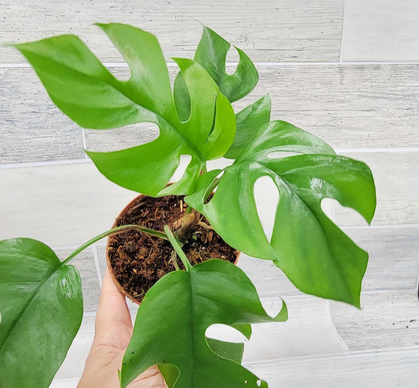 Rare Mini Monstera Philodendron Rhaphidophora Tetrasperma Live Plant - Indoor Plants Live Houseplants - Ginny Monstera Plant in 4" Pot by 3exoticgreen
