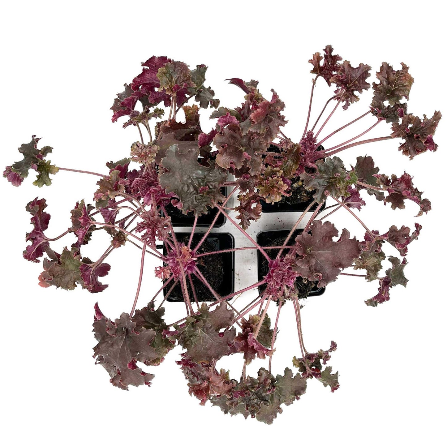 4 Dark Storm Coral Bells – Near Black Evergreen Shade Perennial with Glossy, Compact Ruffled Foliage for Borders & Containers (Heuchera ‘Dark Storm’) in 3.5” Cubes, Live Plants