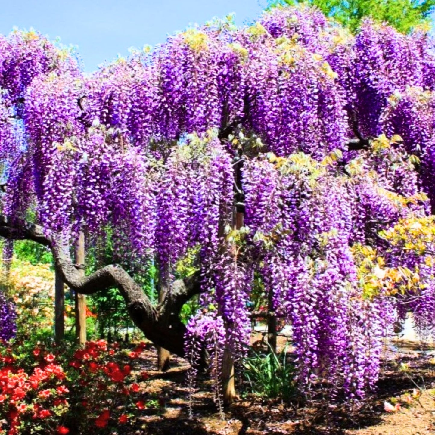 Purple Wisteria Tree Live Plant 6-12 Inc Height, Purple Wisteria Plant Live, Wisteria Vine Live Plant, Fragrant Flowers, in Pot