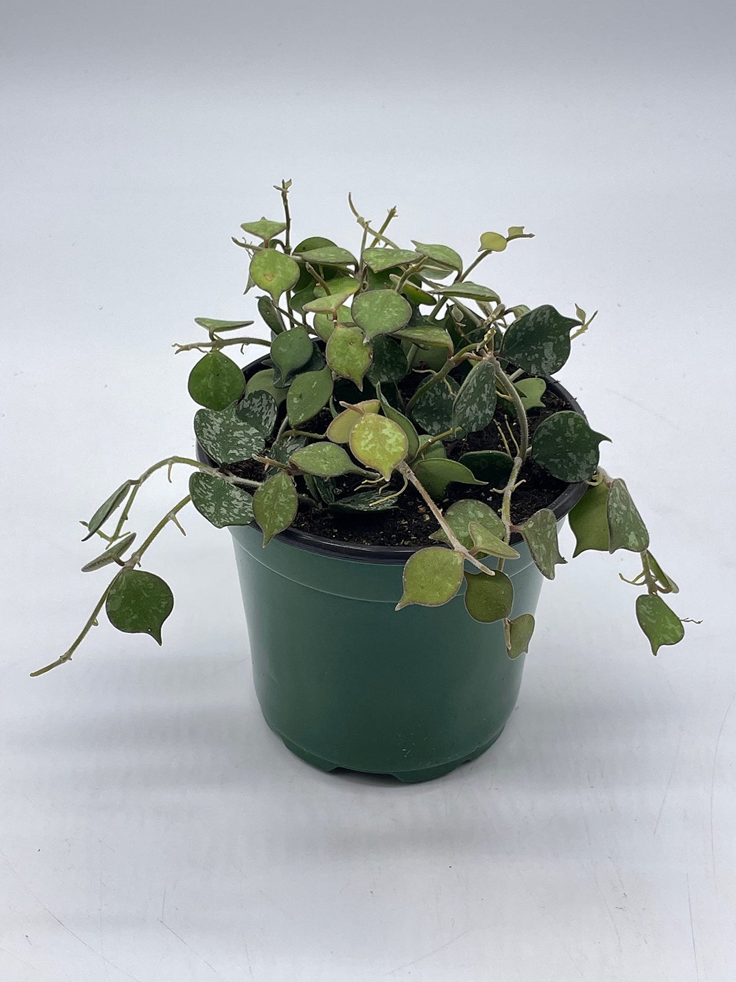 BubbleBlooms Hoya Curtisii, Very Rare Limited Live Plant, in 4 inch Pot