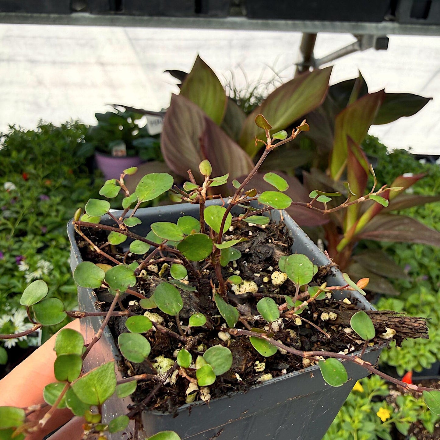Muehlenbeckia complexa, Fairy Vine, Container Size: 3" (2.6x3.5)
