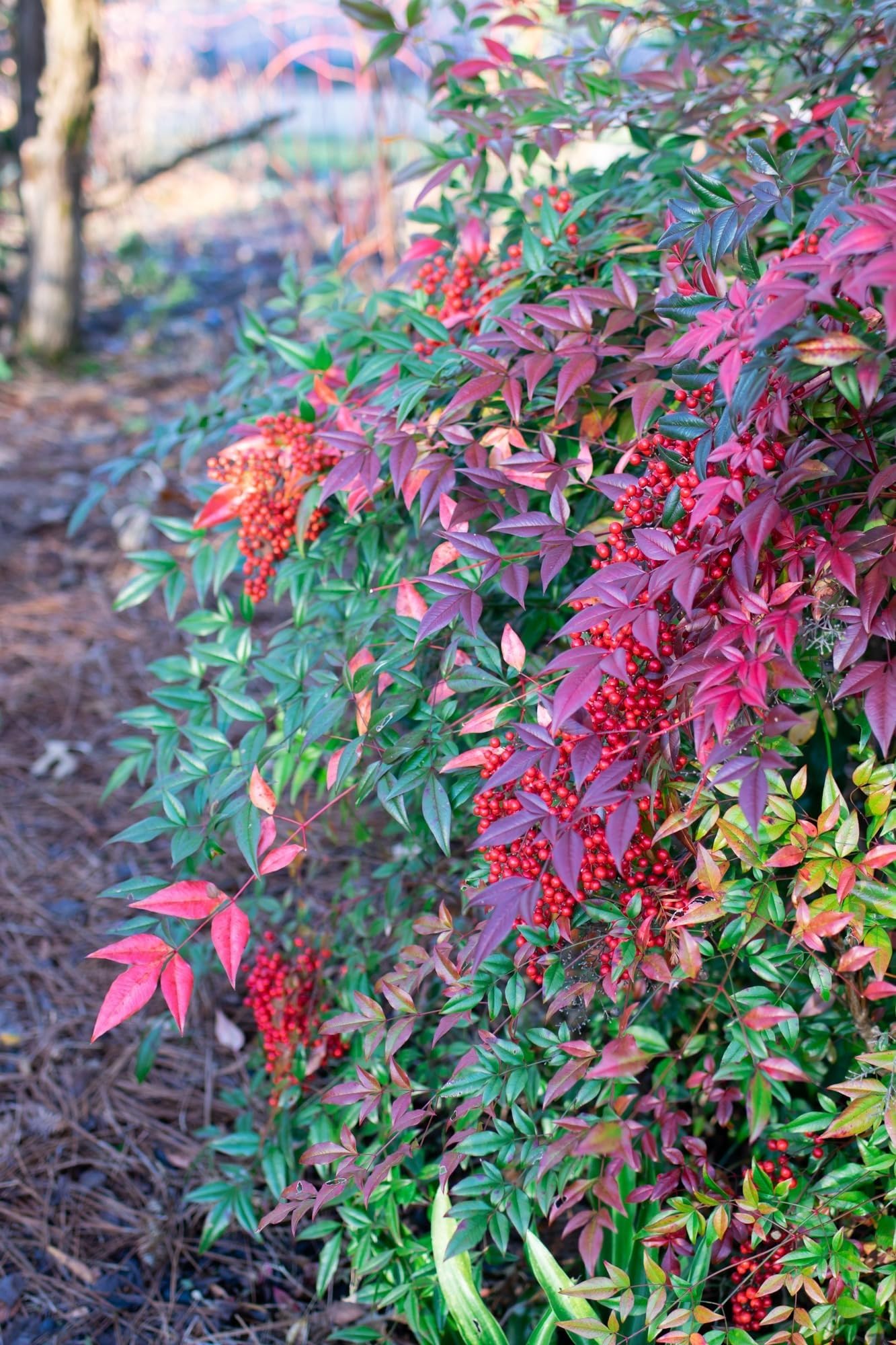Nandina Domestica | 2 Extra Large Trade 3 Gallon Plants | Heavenly Bamboo | Vibrant Year-Round Color | Low Maintenance