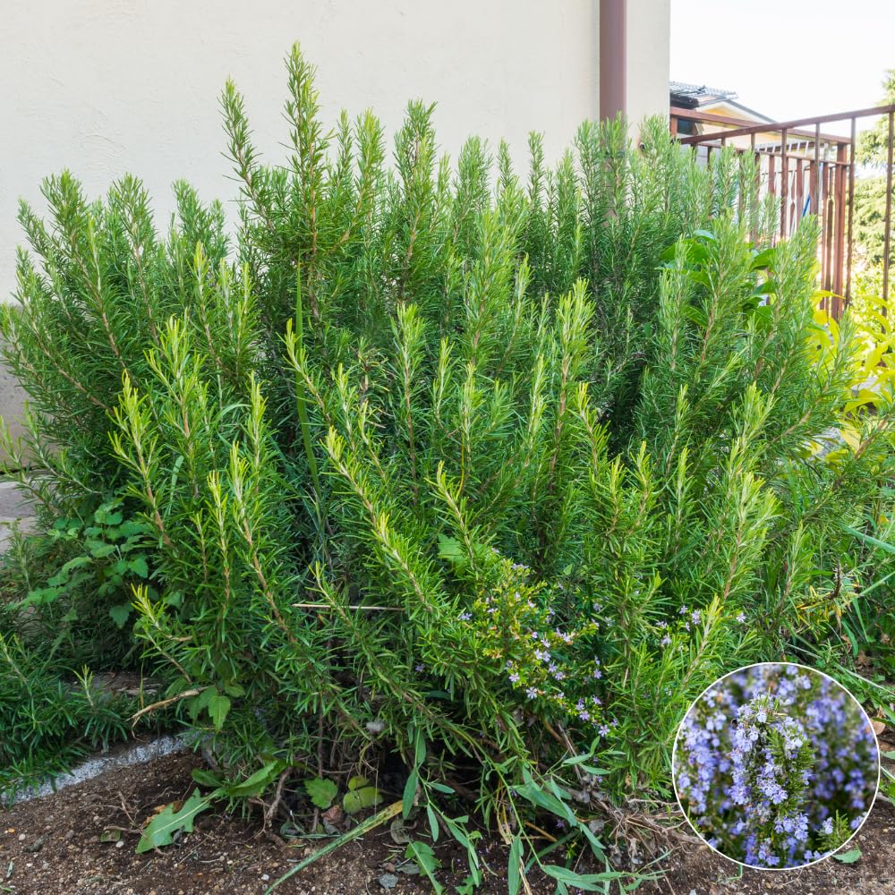 Set 3 Blue Rosemary Plants Live, Rosemary Live Plant, Edible and Fragrant Herbs, Rosemary Seedling for Indoor Outdoor Planting, 4-6 Inches Starter Plant