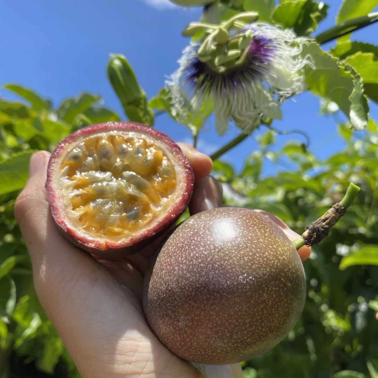 22+ Passion Fruit Seeds for Planting - Passion Seeds Passiflora Giant Granadilla Grow Your Own Plant Gardening Gift