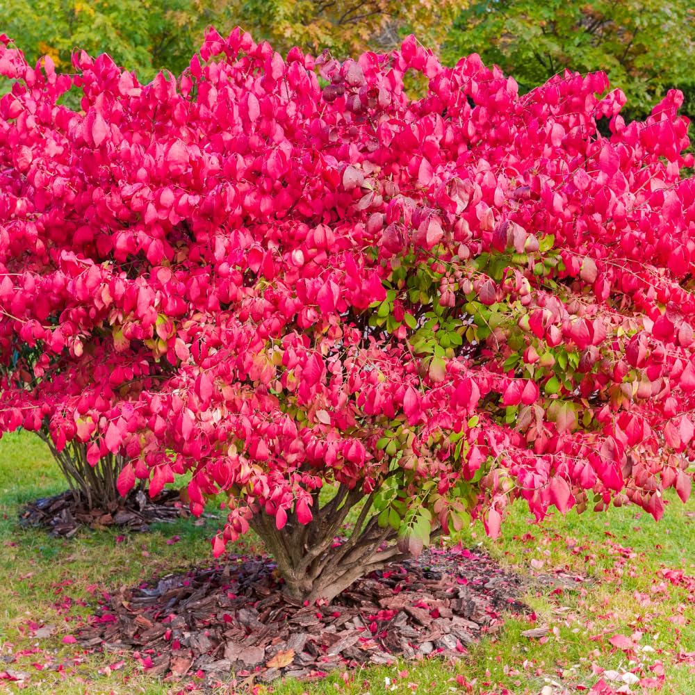 Dwarf Burning Bush Live Plant in Quart Pot, Red Burning Bush Shrubs for Outdoor Planting, 6 to 10 Inches Tall, Perennial Vibrant Bushes