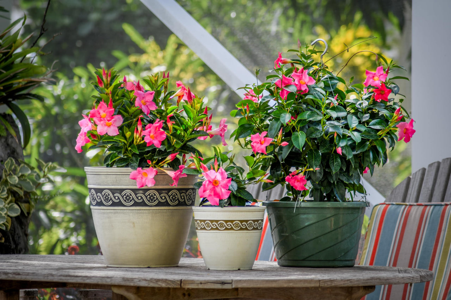 Tropical Plants of Florida Pink Dipladenia Hanging Basket 12 Inch Live Flowering Plant, 14 Inch Wide by 18 Inch Tall, Vibrant Pink Patio Porch Balcony Blooms
