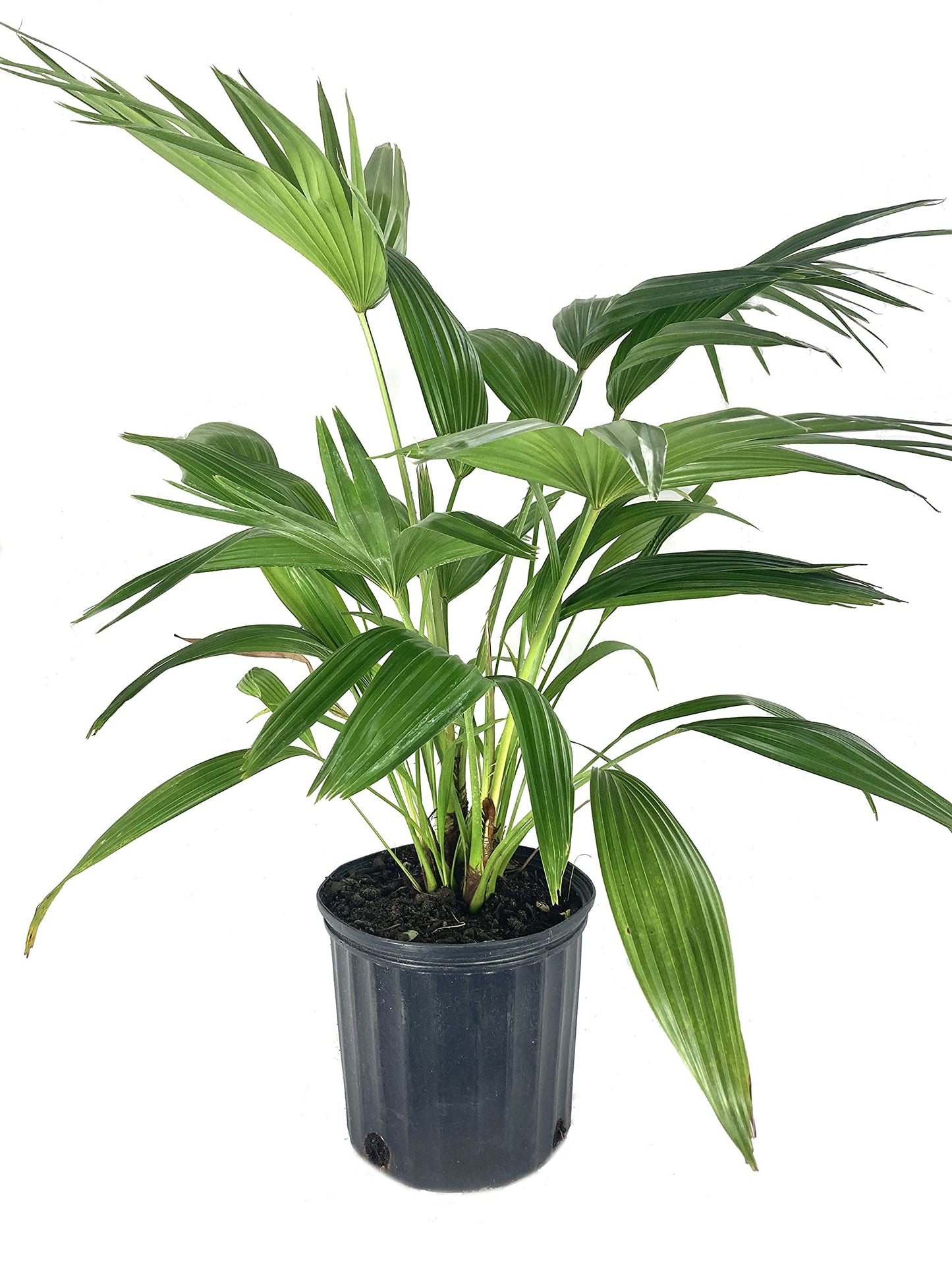 Chinese Fan Palm - Live Plant in an 10 Inch Growers Pot - Livistona Chinensis - Beautiful Clean Air Indoor Outdoor Houseplant