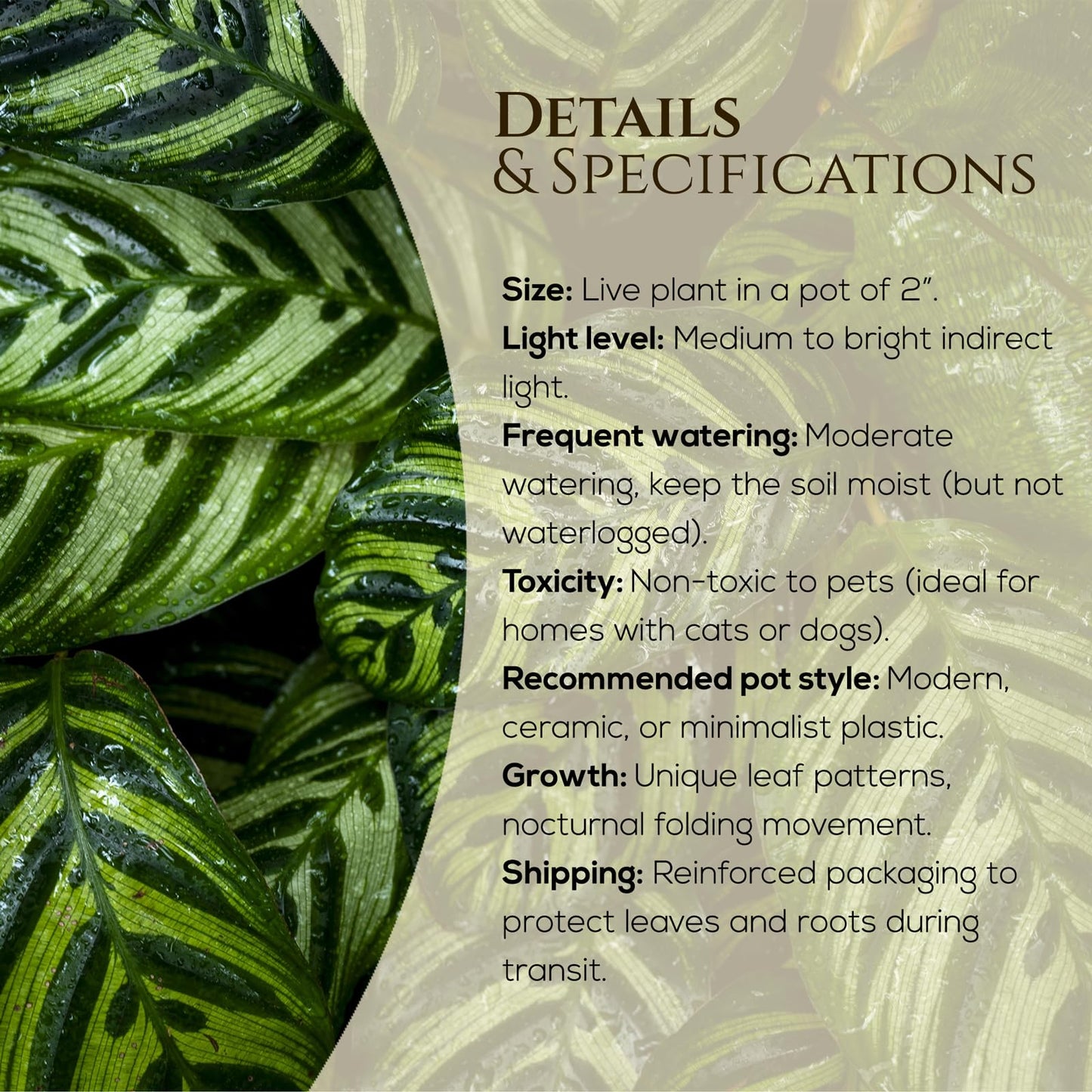 Calathea Collection (4 Pack) Live Plants - Prayer Plants, Air Purifying Plant Indoor, Easy Plants Live Houseplants, Perfect for Home, Room, or Office Decor, Real Plants Indoor/Outdoor