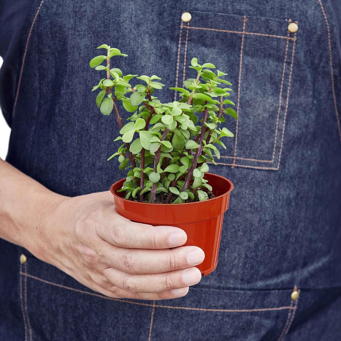 Succulent Elephant Bush Live Plant for Indoor | Different Houseplants in 4'' & 6'' Pot | Real House Plant for Living Room, Office, Desk & Bathroom | Portulacaria Afra