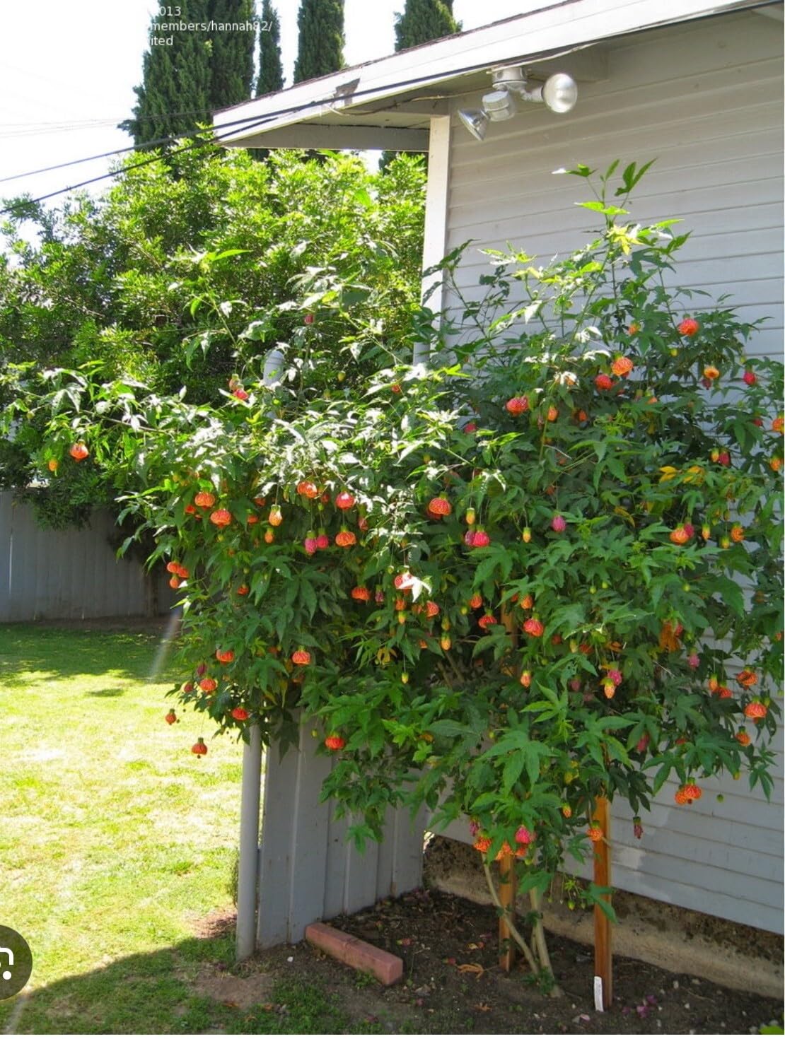 Live Plant - Tiger Eye Abutilon Flowering Maple Small Rooted Starter Plant