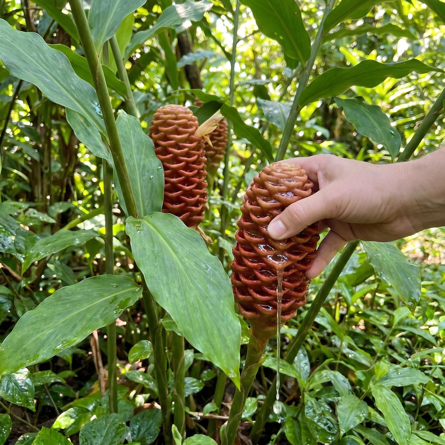 12 Zingiber Zerumbet Shampoo Ginger Roots, Hawaiian Ginger Lily Rhizomes, Pinecone Gingers for Outdoor Garden