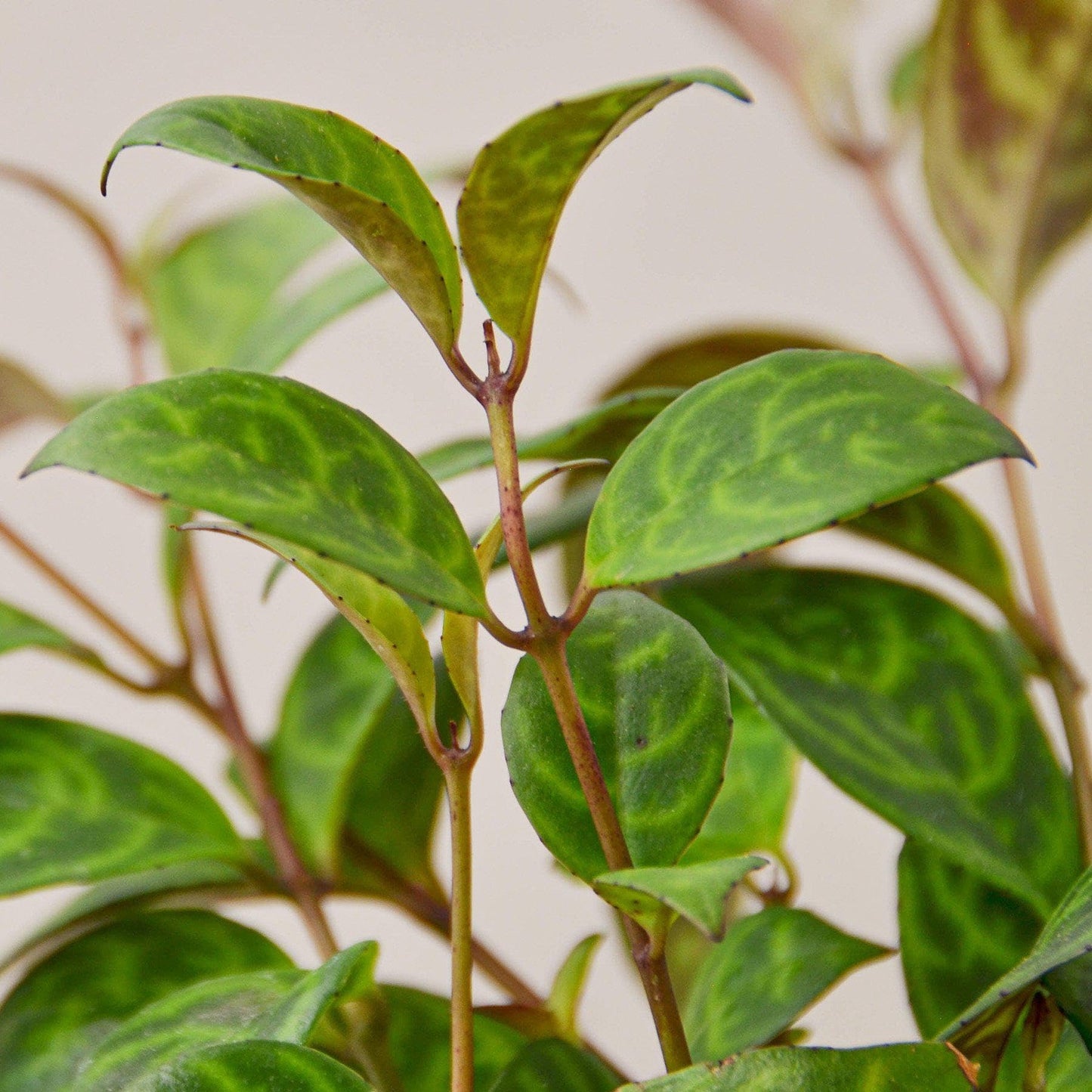 Lipstick Black Pagoda | Live Plant for Indoor & Outdoor | for Living Room, Office, Bathroom | (6" Pot)