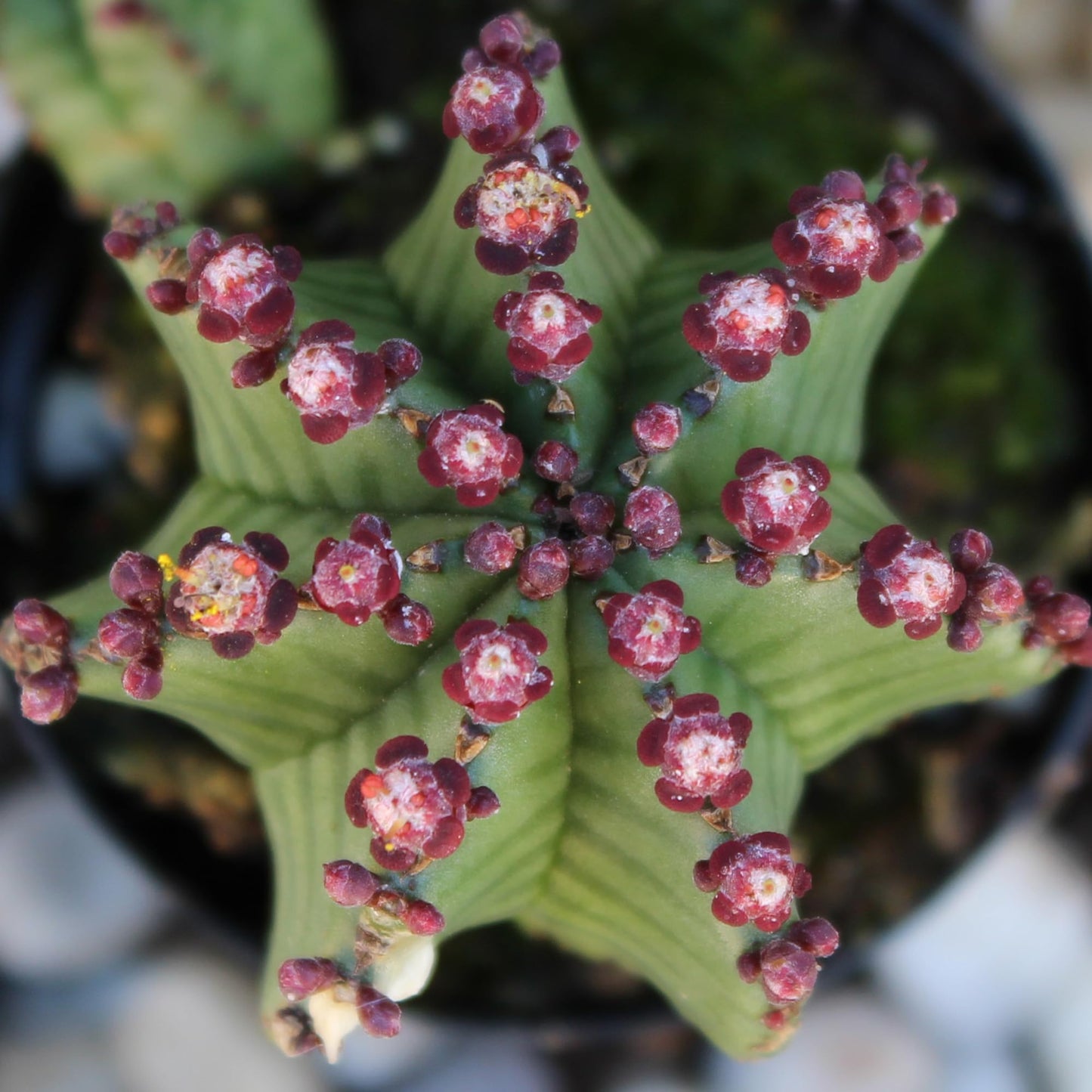 Altman Plants Euphorbia anoplia Live Plant Decor, Exotic Plants, Cacti Plants Live Succulents Plants Live Plants Indoor Plants Live Houseplants, Live Indoor House Plants Real Plants Indoor Live Plants