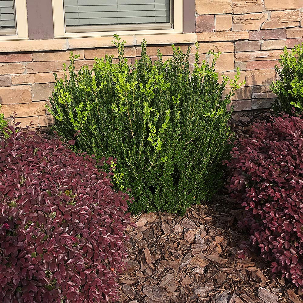 Boxwood Wintergreen, 1 Gallon