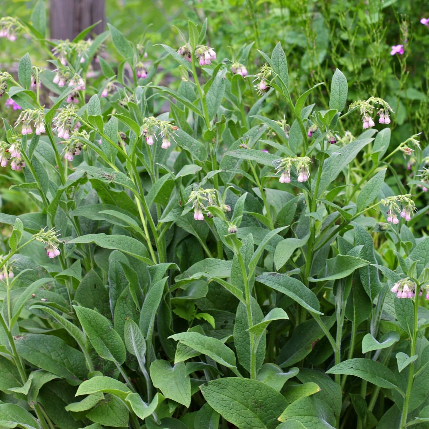 12 Comfrey Plant Roots Fast-Growing, High Yields Bocking 14 Comfrey Plant Live Roots, Perennial Herb Plant