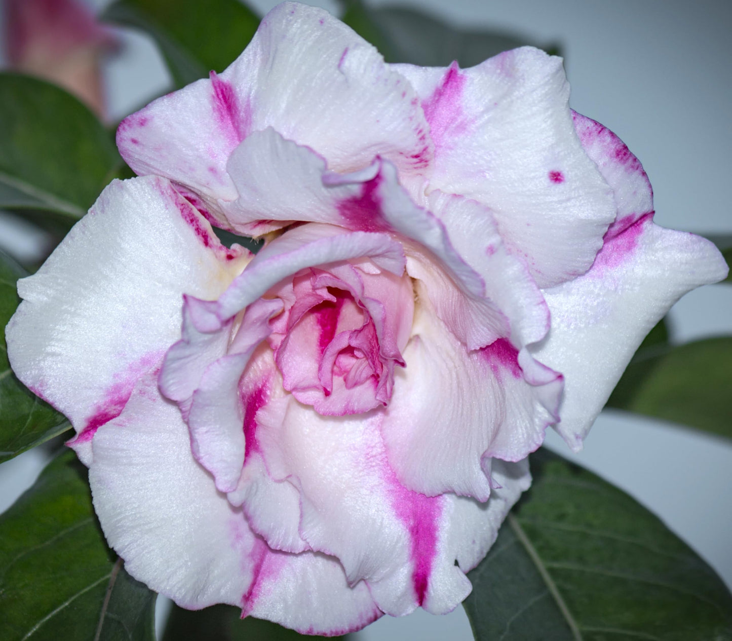 100 Desert Rose Seeds for Planting Mixed Color Ready to Grow Adenium Obesum Seed Exotic Succulent Colorful Bonsai Plant Tropical Rose Flower Planting Non-GMO Heirloom (100, Seeds)