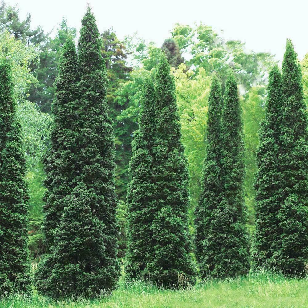 Live Plant - 30 Thuja Green Giant Arborvitae Trees/Shrubs, 6-12" Tall Live Plants, 2.5" Pots