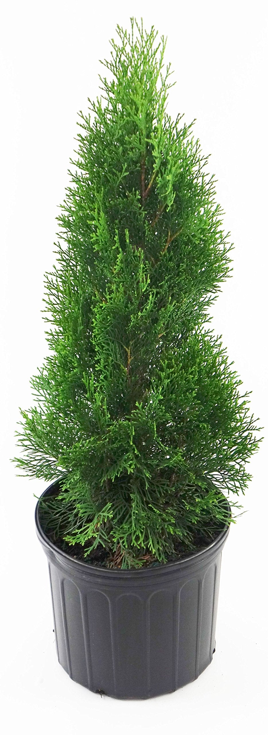 Live Plant Green Promise Farms, Thuja occidentalis 'Smargd' Emerald Green Arborvitae #3 Size Container, Evergreen