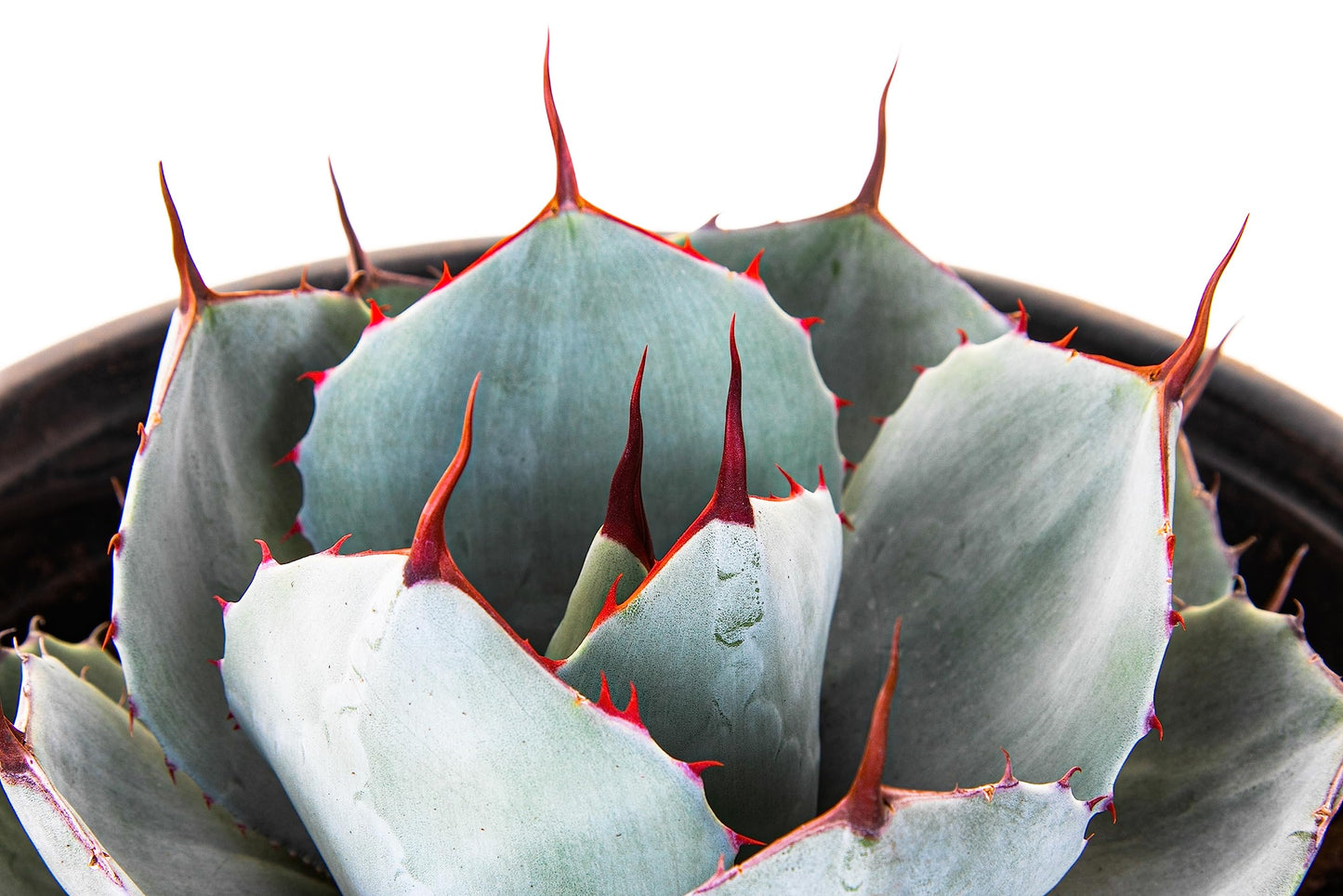 The Cactus Outlet Agave Parryi Truncata