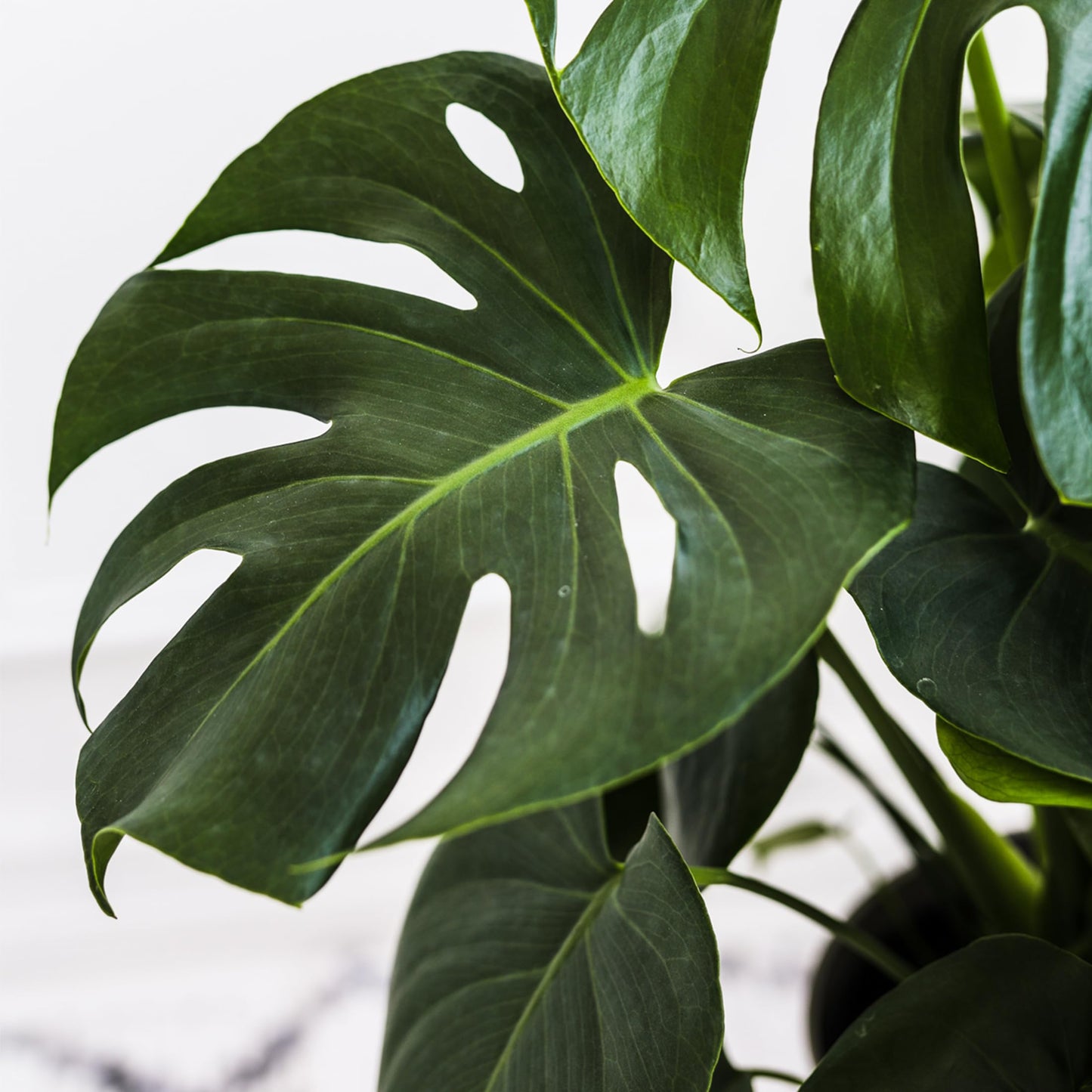 Green Circle Growers 8" Monstera Live Indoor Plants in 8” White Jazz, House Plant, Bright Indirect Light