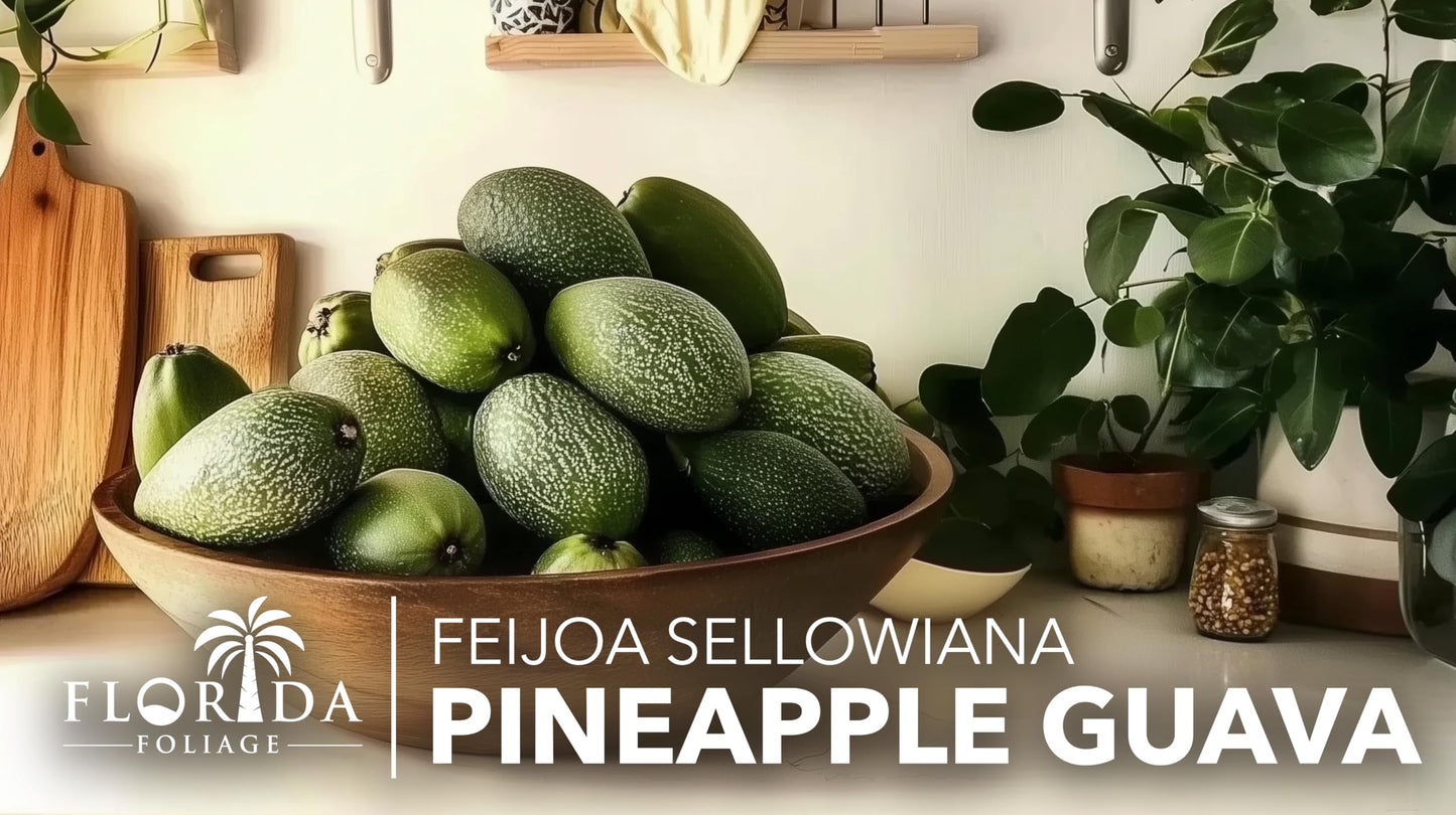 Pineapple Guava - 10 Live Plants - Feijoa Sellowiana - Edible Fruit and Flowering Foliage