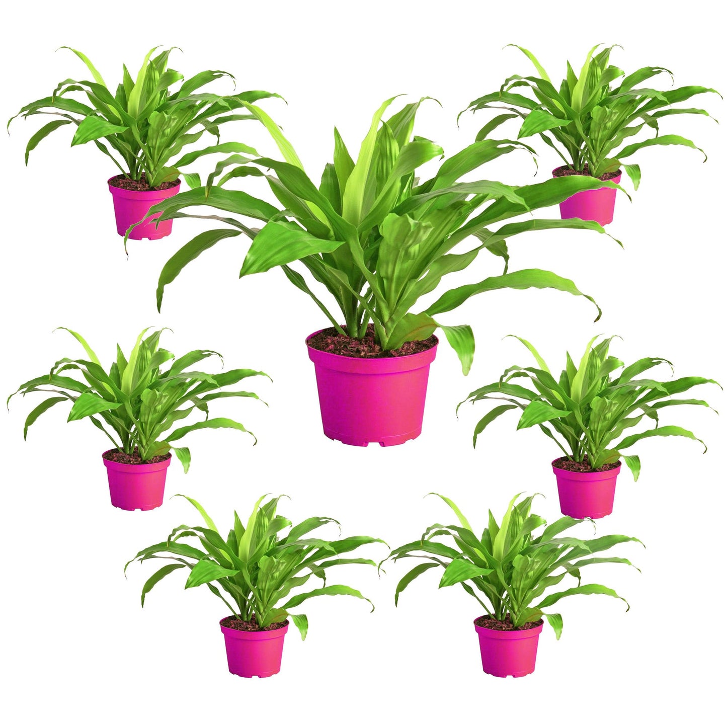 7 Pack Dracaena 'Lime Light' in 6in Pot - Live Plants Tropical Houseplants | Variegated | USA Growers | The Snobby Leaf