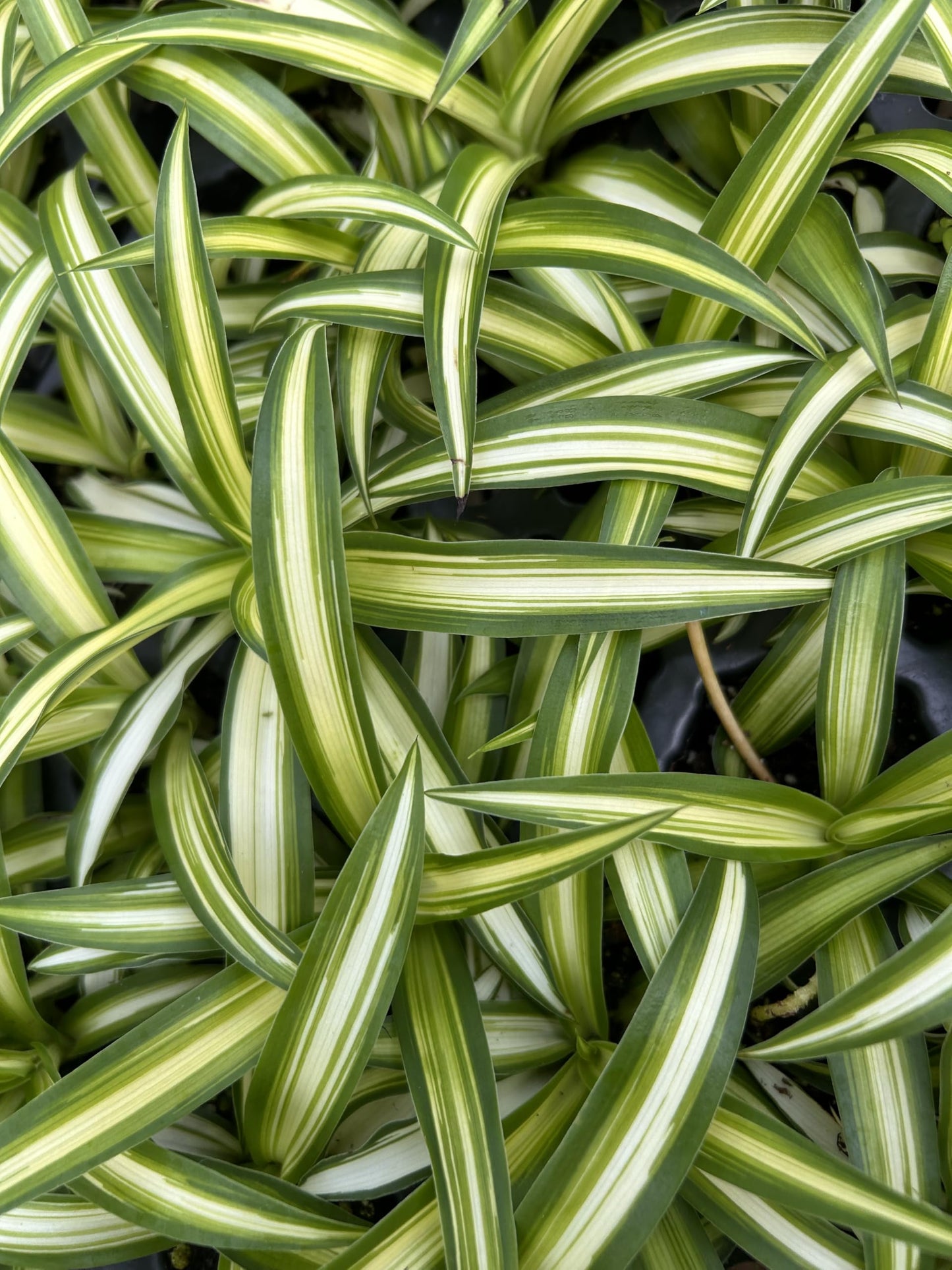 Spider Plant Variety Pack - 3 Variegated Spider Plants Live House Plants - Ocean, Hawaiian, Bonnie Curly - Perfect for Home Garden & Office Decor - Ideal for Indoor Air Quality & Easy to Care