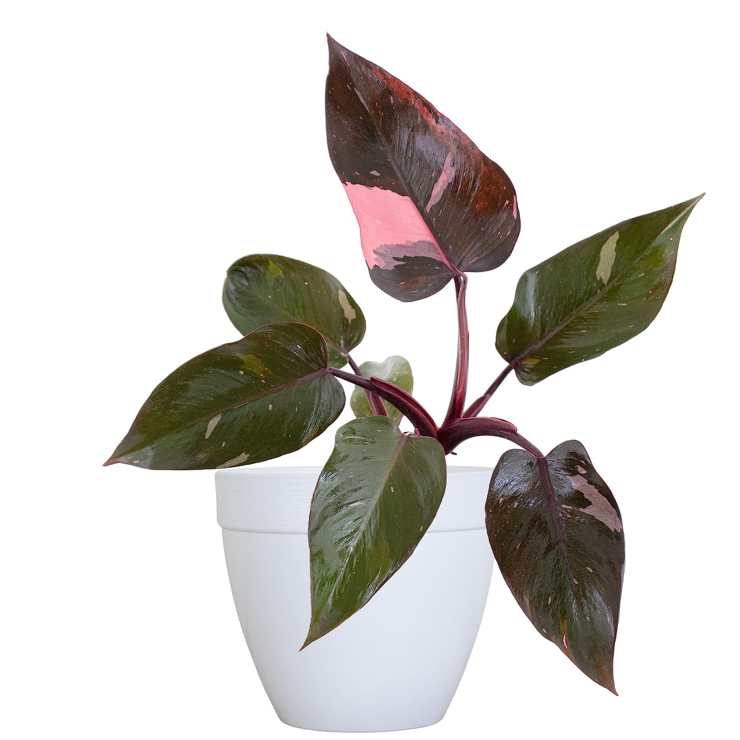 United Nursery Pink Anthurium Live Plant, 14–16 inch Tall in 6 inch Pot, Tropical Indoor Flowering House Plant with Pink Blooms for Office and Home Decor