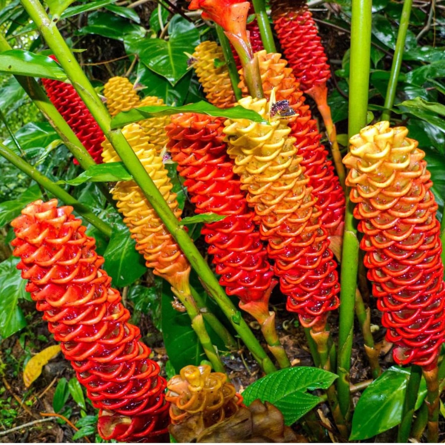 10 Shampoo Ginger Roots, Zingiber Zerumbet Awapuhi Ginger Rhizomes, Red Pinecone Ginger Lily to Grow